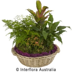 Basket of Potted Plants